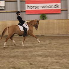 Tysk Sportspony Dominus B - A-pony