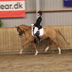Tysk Sportspony Dominus B - A-pony