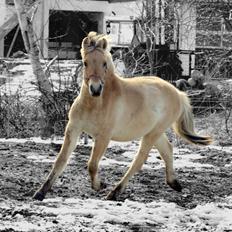 Fjordhest Klostermarkens Freja