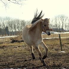Fjordhest Klostermarkens Freja