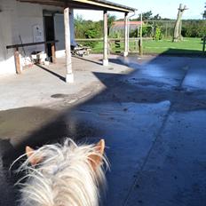 Islænder Rosti Fra Nylund