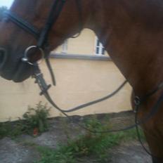 Dansk Varmblod Remund