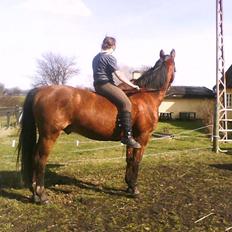 Dansk Varmblod Remund