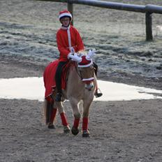 Fjordhest Toby [Har Redet]