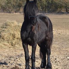 Fell pony Strandgaardens Black Jack