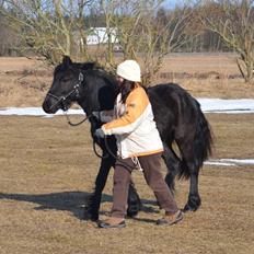 Fell pony Strandgaardens Black Jack