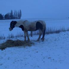 Anden særlig race gipsy ( plet) himmelhest
