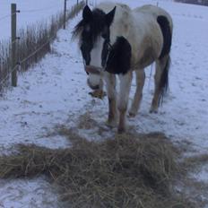 Anden særlig race gipsy ( plet) himmelhest