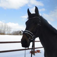 Dansk Varmblod Ejerbækgaards Tenor