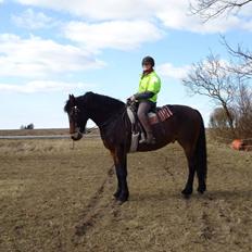 Anden særlig race Bruno