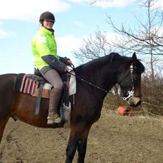 Anden særlig race Bruno