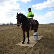 Anden særlig race Bruno