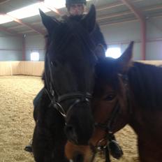 Pinto Team Ravnings Zander.