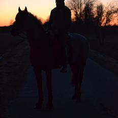 DSP LAZIONE KÆRLUND