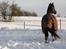 Trakehner Domino