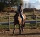 Lusitano Dinamico
