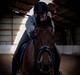 Trakehner Redford