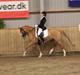 Tysk Sportspony Dominus B - A-pony