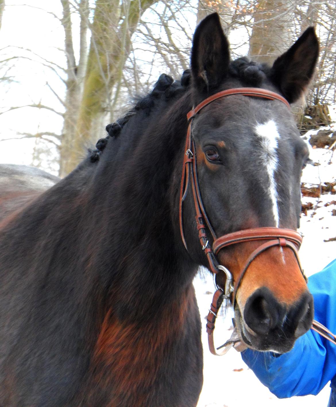 Oldenborg Jasmin billede 1