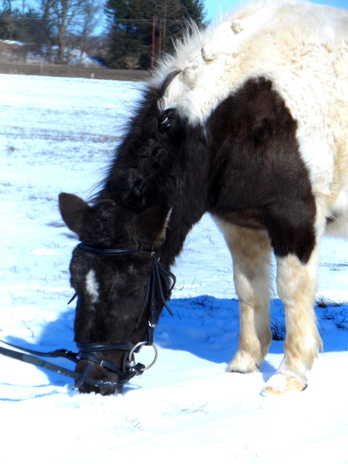 Shetlænder Zika billede 12