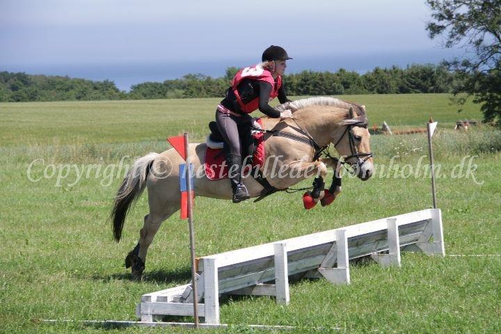 Fjordhest Klemmed's Anemone SOLGT billede 13