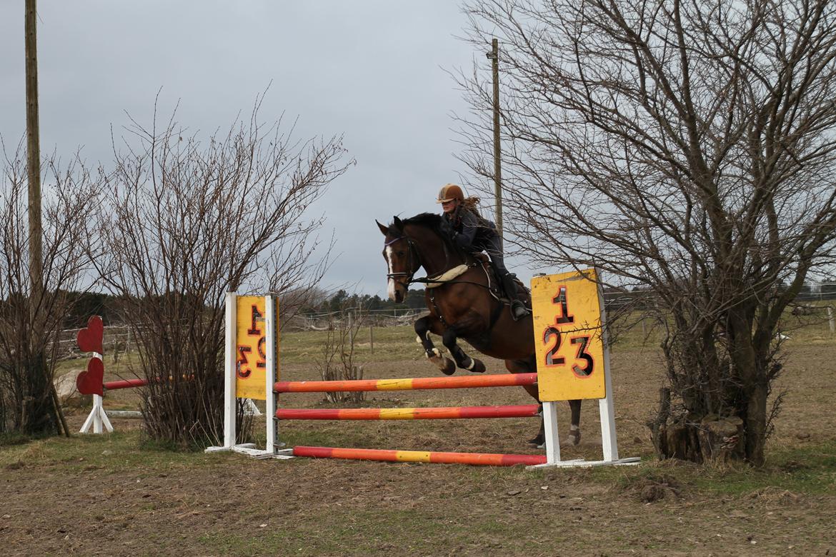 Dansk Varmblod Electric | Egon | - Første gang jeg springer på  ham <3 billede 19