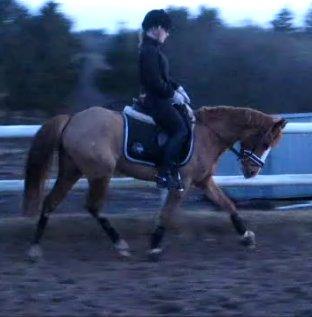 DSP HORSMARKS DIVA DUCHESS - SOLGT! - Musse i trav :-) billede 19