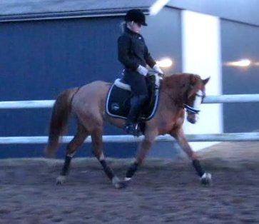 DSP HORSMARKS DIVA DUCHESS - SOLGT! - Divs i trav versade :-) billede 20