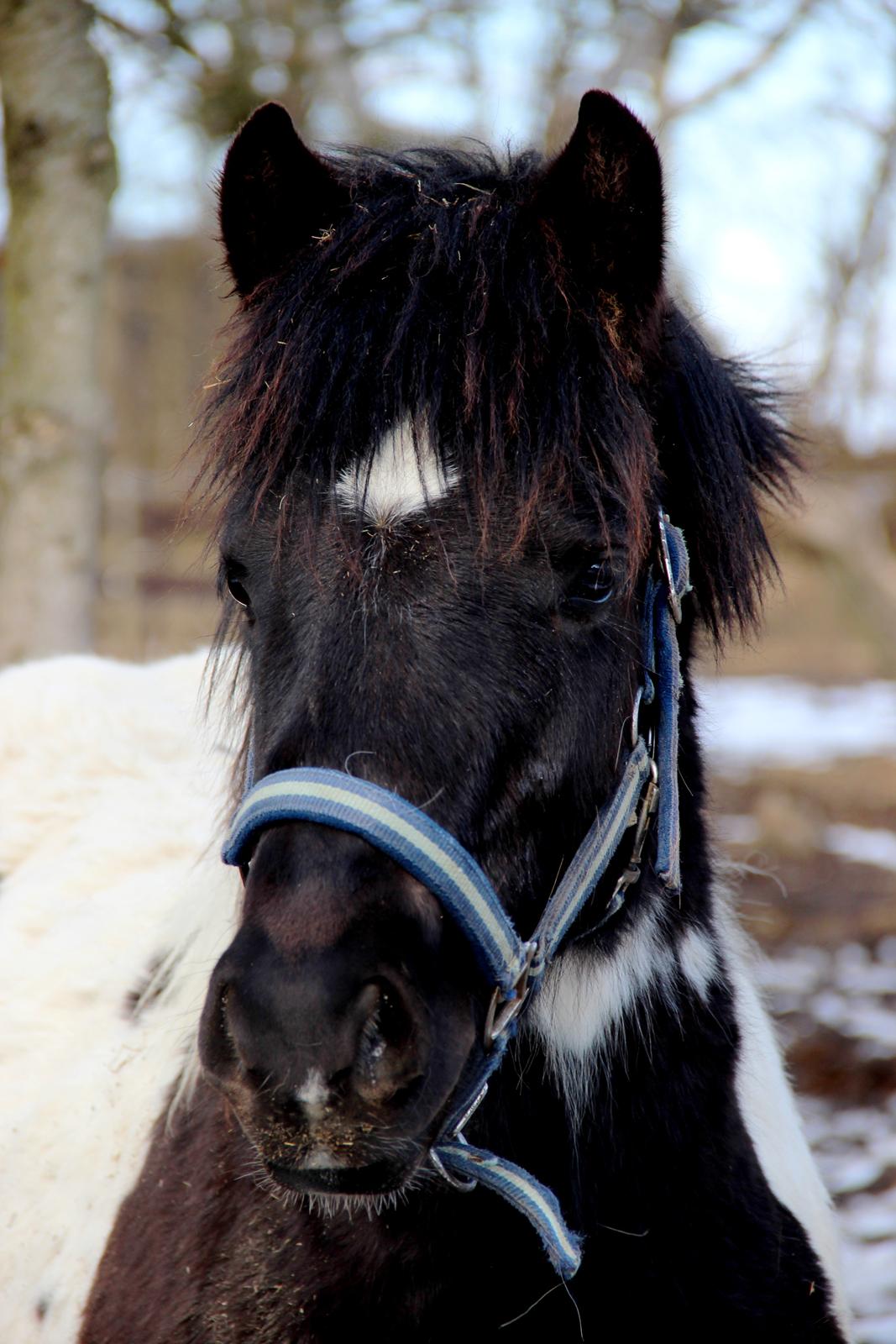 Irish Cob Crossbreed Skovperlens Sirius - Headshot! 
foto taget: 24. februar '13 - Sirius 9 mdr!  billede 11