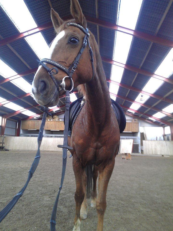 Hannoveraner Wilicia R.I.P d. 13.12.17 billede 1