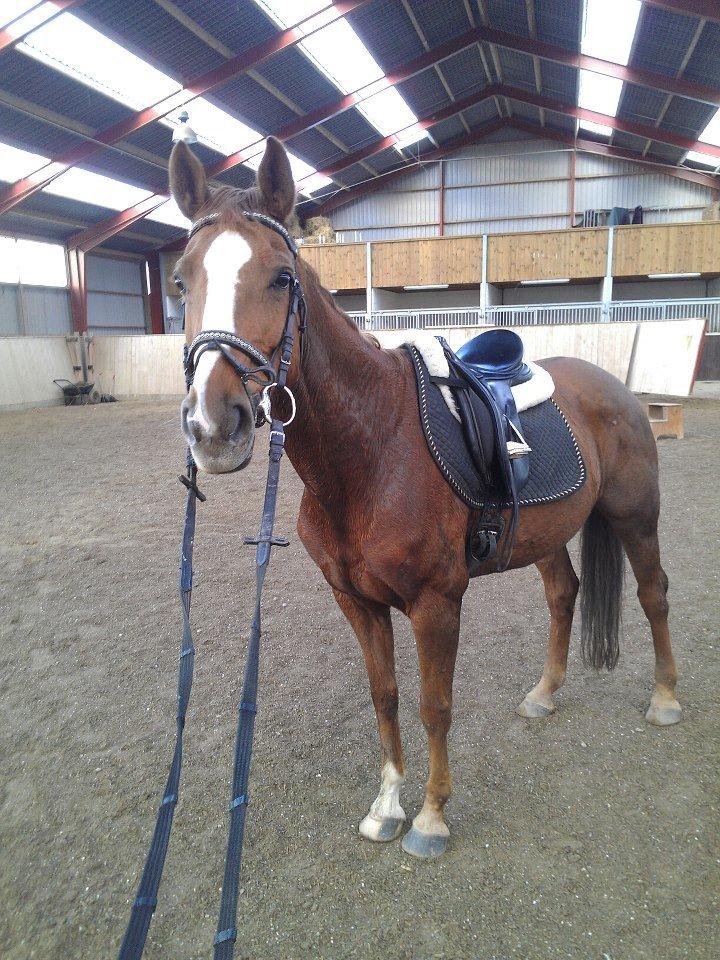 Hannoveraner Wilicia R.I.P d. 13.12.17 billede 2