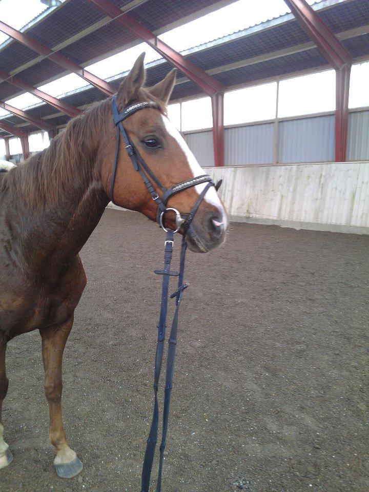 Hannoveraner Wilicia R.I.P d. 13.12.17 billede 3