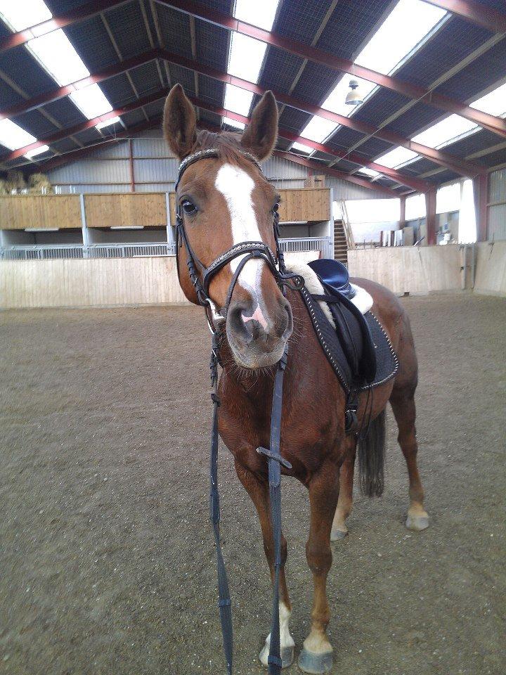 Hannoveraner Wilicia R.I.P d. 13.12.17 billede 4