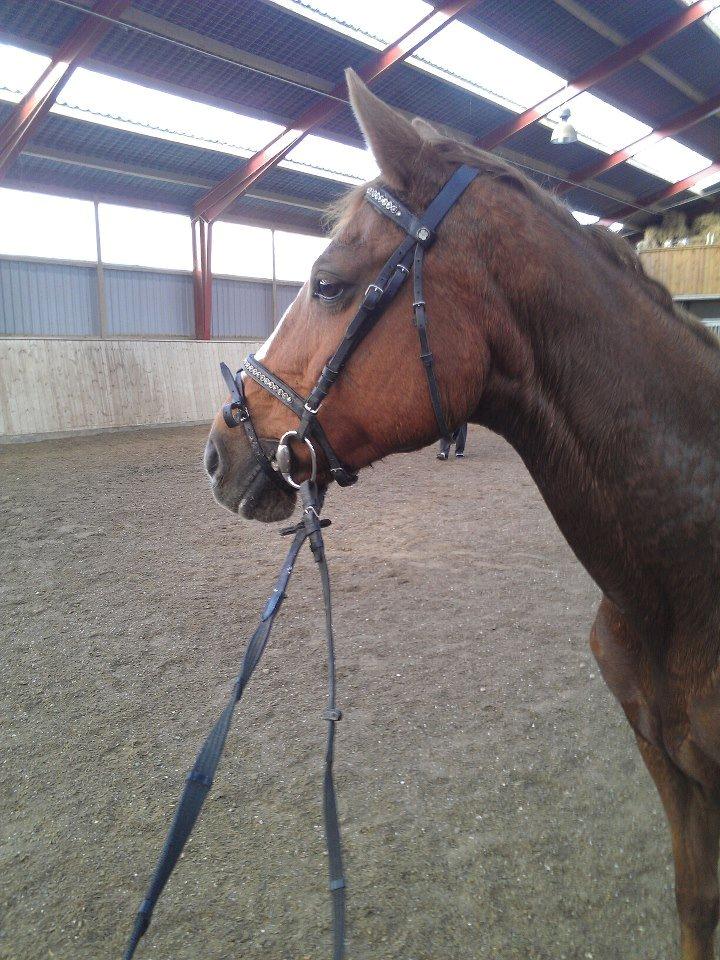 Hannoveraner Wilicia R.I.P d. 13.12.17 billede 5