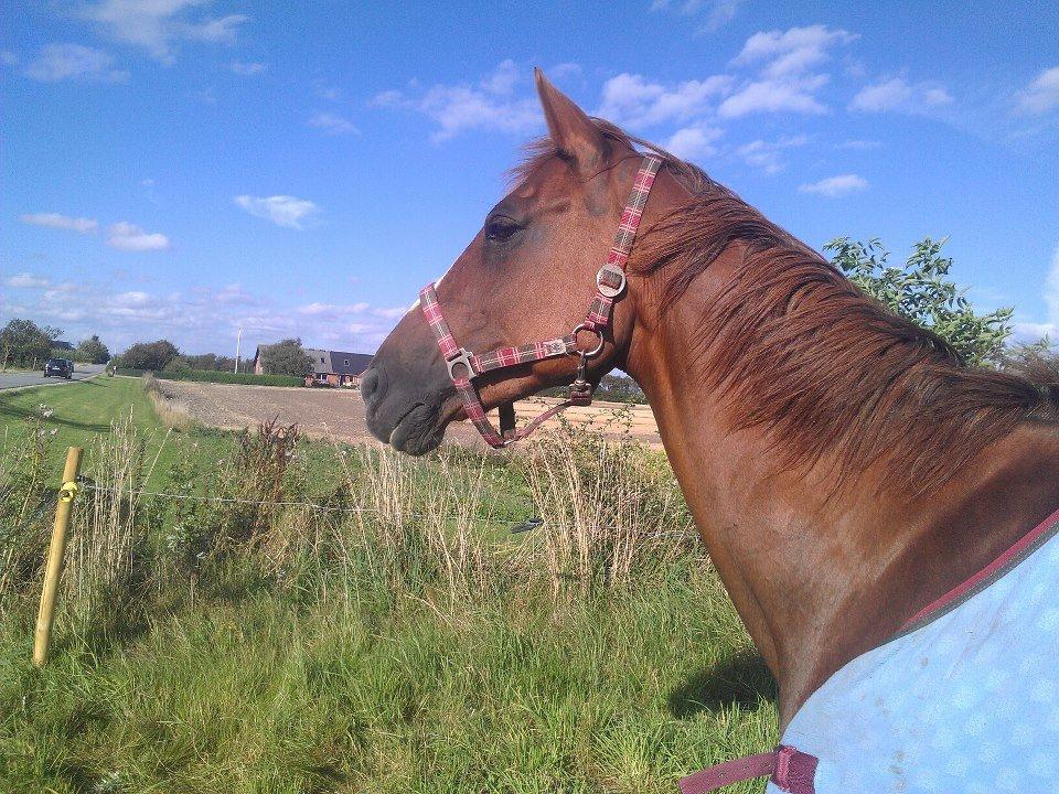 Hannoveraner Wilicia R.I.P d. 13.12.17 billede 6