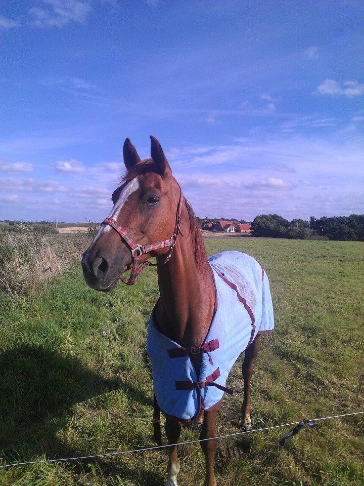 Hannoveraner Wilicia R.I.P d. 13.12.17 billede 7