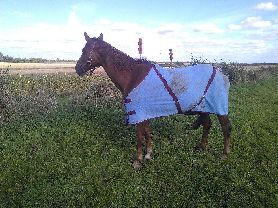 Hannoveraner Wilicia R.I.P d. 13.12.17 billede 8