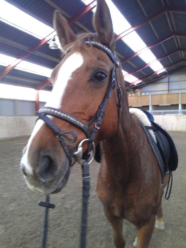 Hannoveraner Wilicia R.I.P d. 13.12.17 billede 9