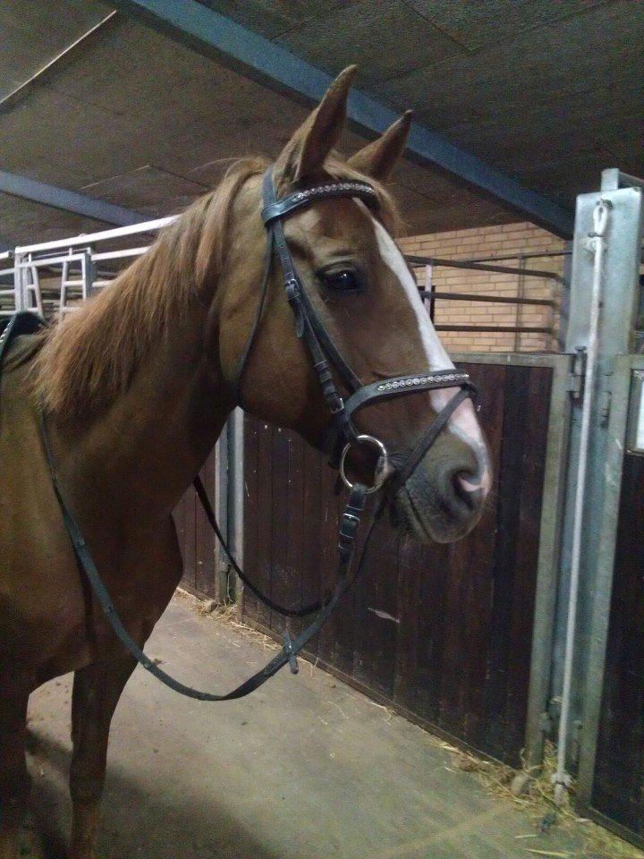 Hannoveraner Wilicia R.I.P d. 13.12.17 billede 10