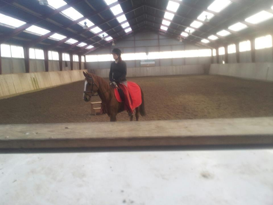 Hannoveraner Wilicia R.I.P d. 13.12.17 billede 11