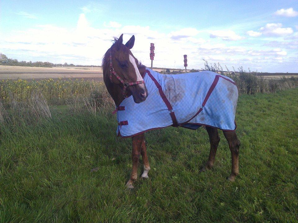 Hannoveraner Wilicia R.I.P d. 13.12.17 billede 12