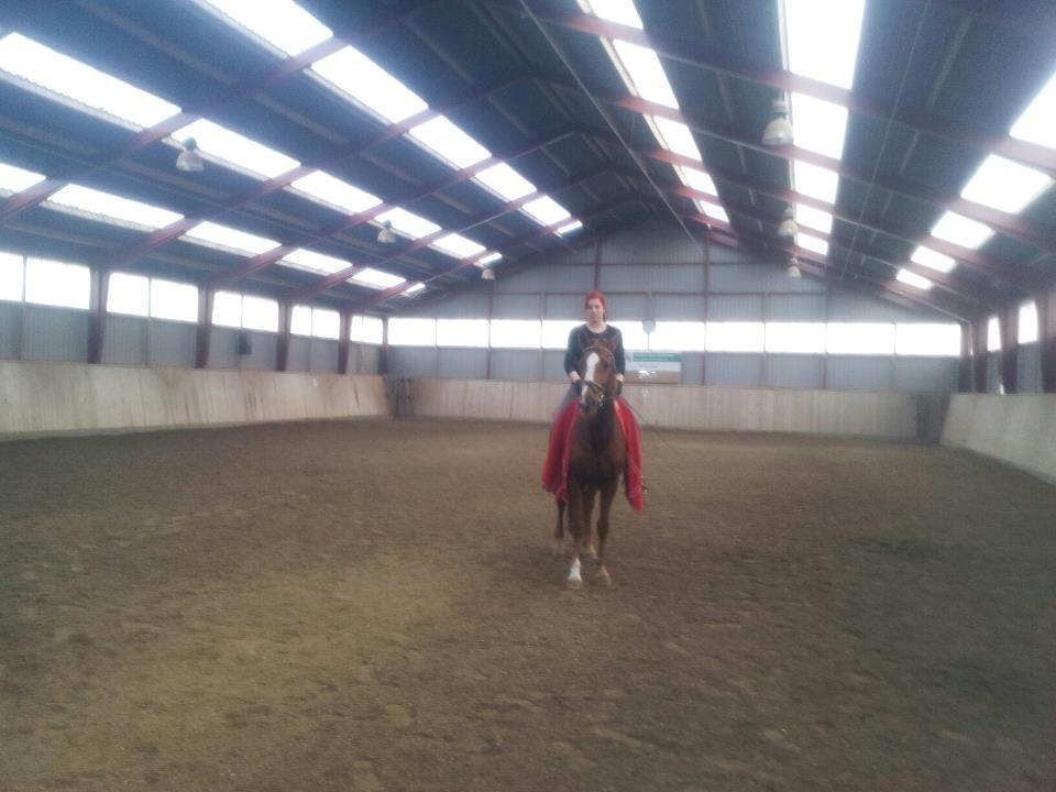 Hannoveraner Wilicia R.I.P d. 13.12.17 billede 13