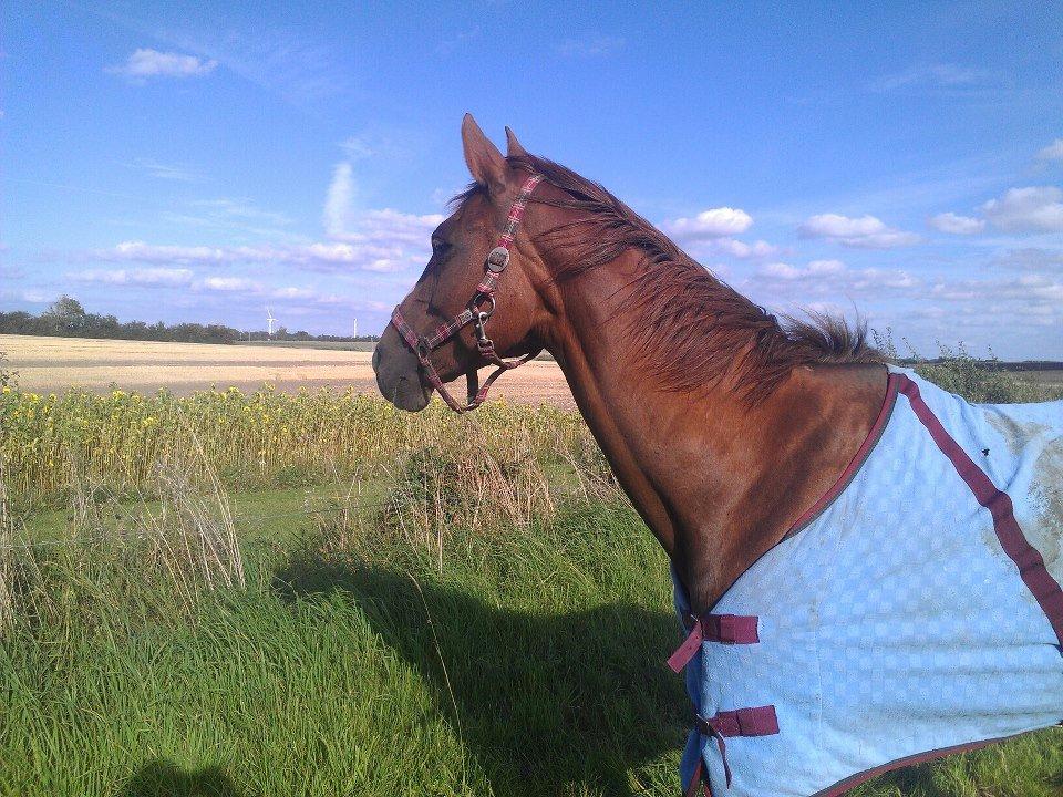 Hannoveraner Wilicia R.I.P d. 13.12.17 billede 14