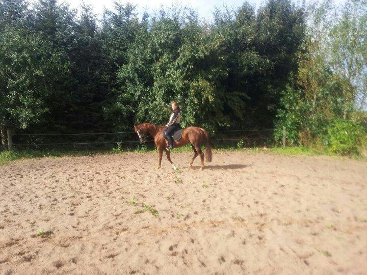 Hannoveraner Wilicia R.I.P d. 13.12.17 billede 15