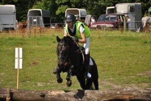 New Forest Roetie billede 12