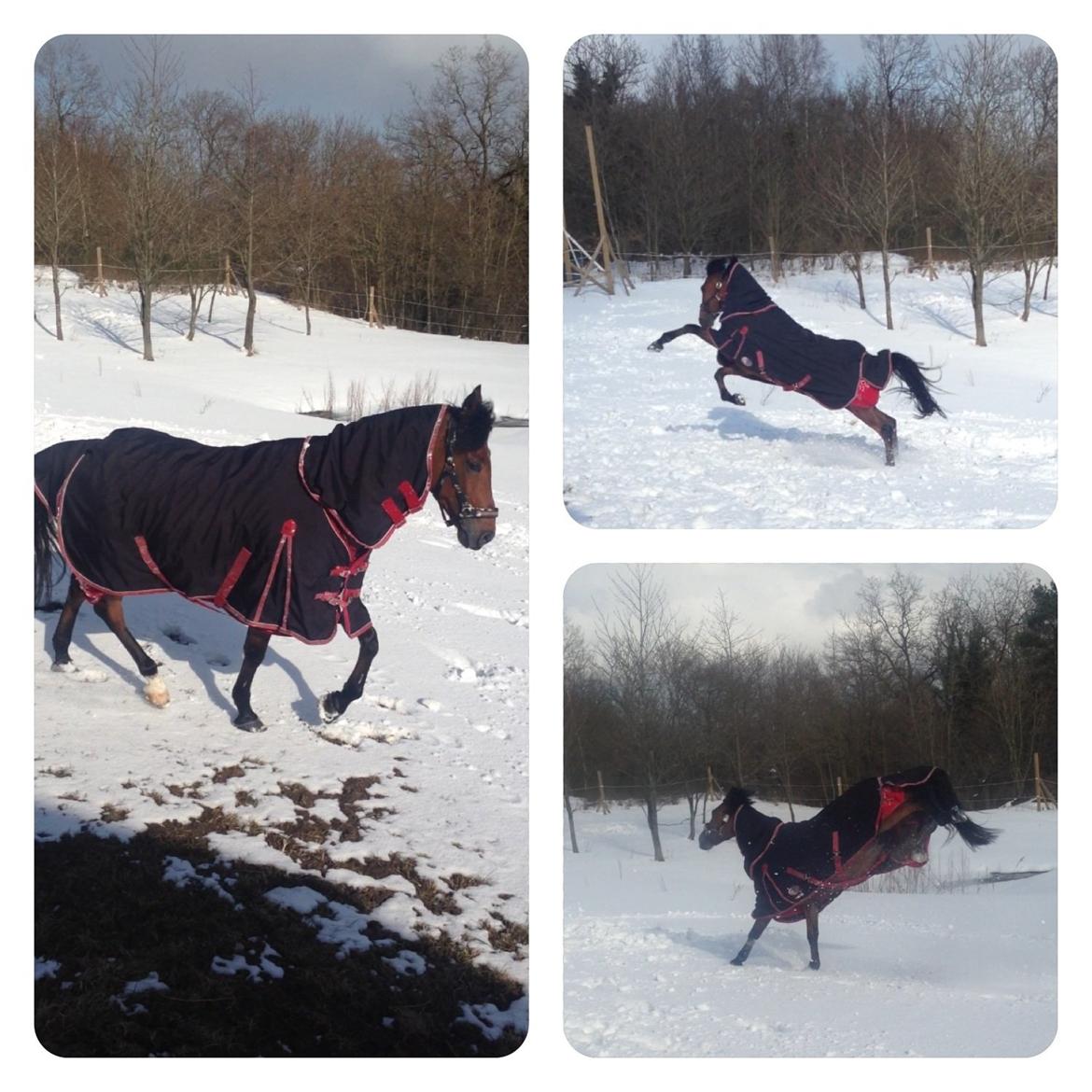 Anden særlig race Michelangelo - Påske ferie med masser af sne <3 billede 20