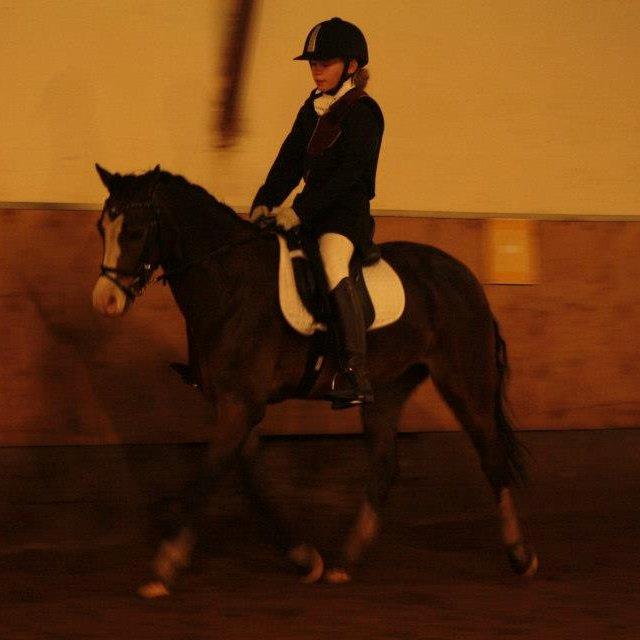 Welsh Pony (sec B) Korreborgs Mateus - et af hans første stævner
 billede 13