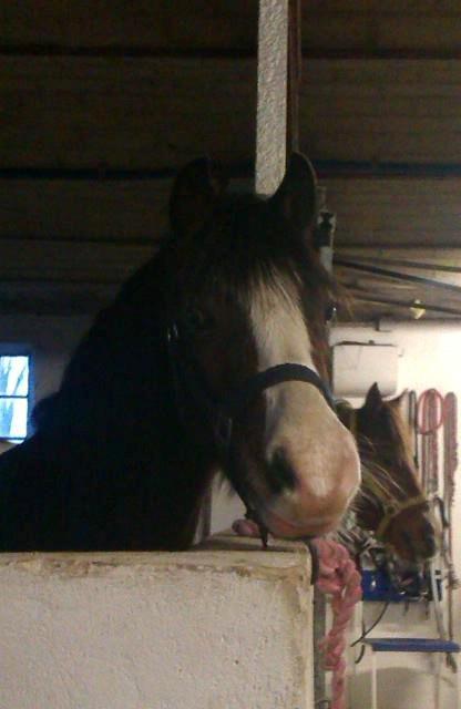 Welsh Pony (sec B) Korreborgs Mateus billede 14