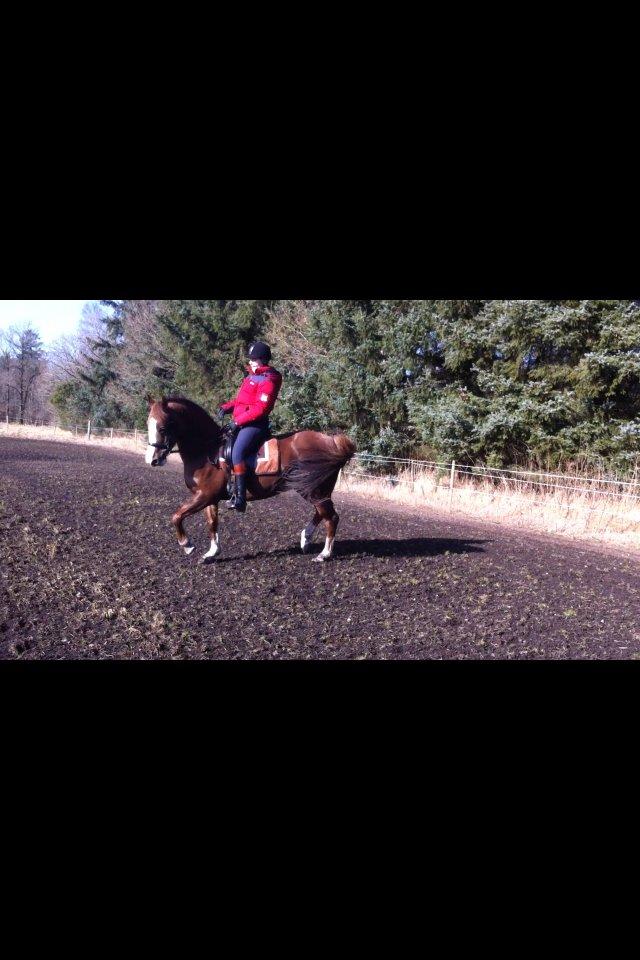 New Forest Just In Time billede 11