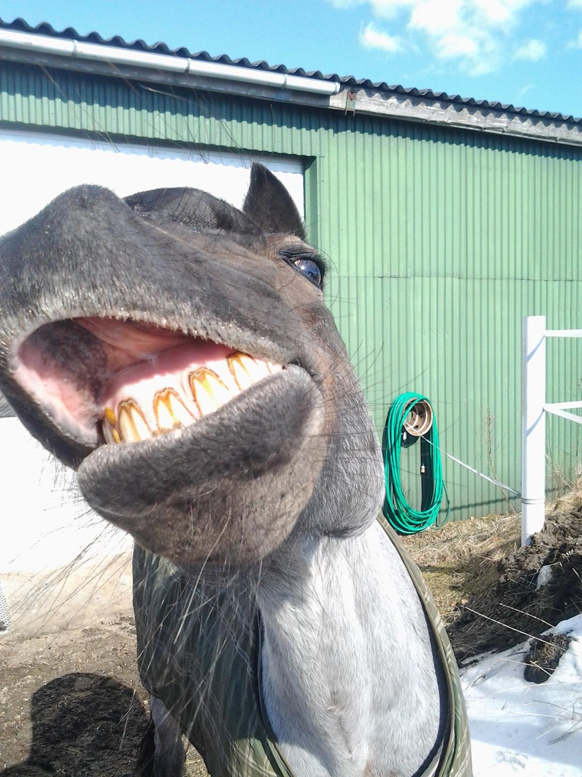 Welsh Cob (sec D) Låddenhøjs Claisson * stjerneponyen Bas * - Smile to the world and the world smiles back  !! <3 billede 16